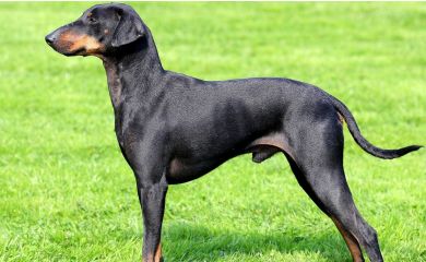 Manchester terrier