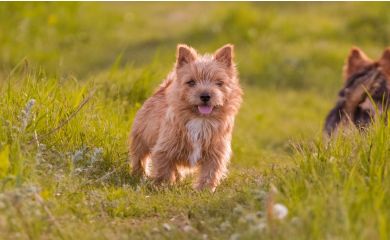 Norfolk Terrier