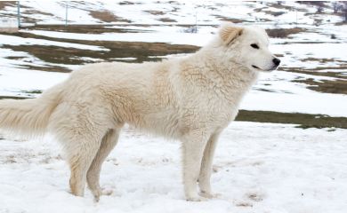 Owczarek maremma