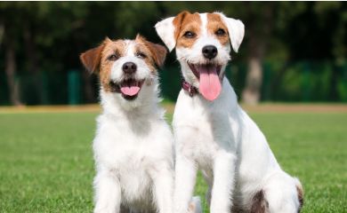 Parson russell terrier