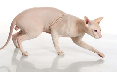 Peterbald