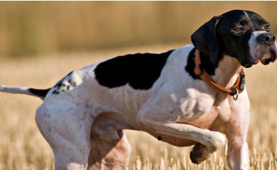 Pointer