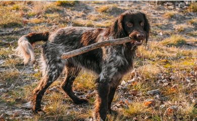 Polski spaniel myśliwski