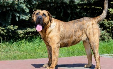 Presa canario