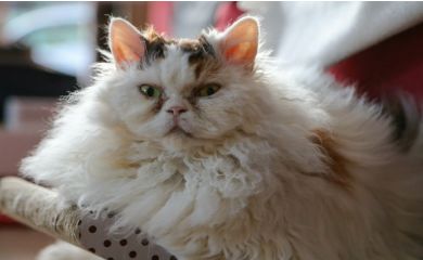 Selkirk rex