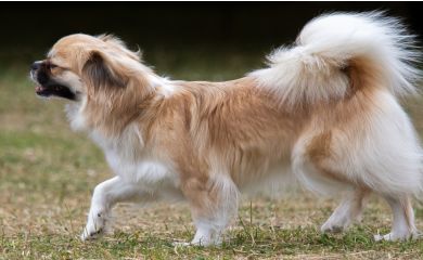 Spaniel tybetański
