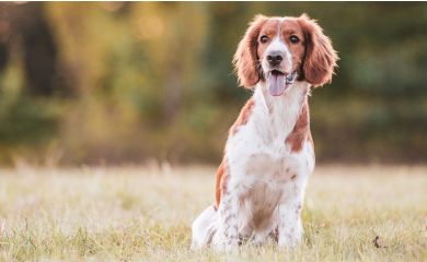 Springer spaniel walijski