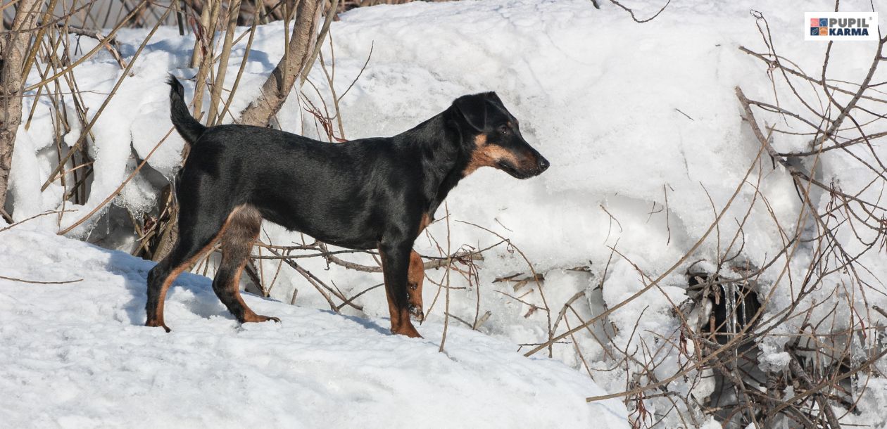 Rasy Psów Myśliwskich. Jagdterrier. Zdjęcie przedstawia przedstawiciela niemieckiej rasy myśliwskiej. Czarny pies tej rasy jest prawdopodobnie w lesie podczas zimy co sugeruje śnieg. Po prawej stronie u góry widać logo pupilkarma.