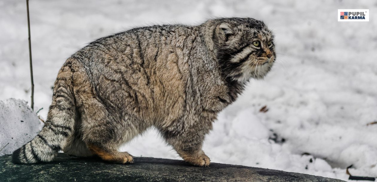 Manul stepowy — dziki kot z Azji Środkowej. Wygląd. Zdjęcie przedstawia kota dzikiego manul w gęstym futrze w mroźnej scenerii pośród śniegu. U góry po prawej stronie widnieje logo pupilkarma.