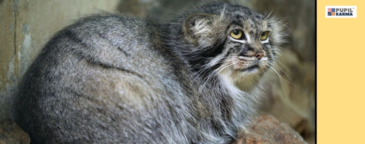 Manul stepowy — dziki kot z Azji Środkowej