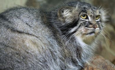 Manul stepowy — dziki kot z Azji Środkowej