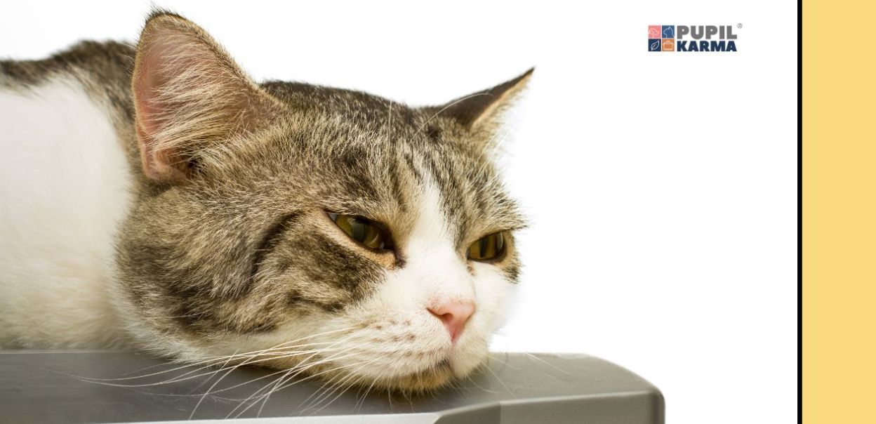 13 rzeczy, których nienawidzi Twój kot!