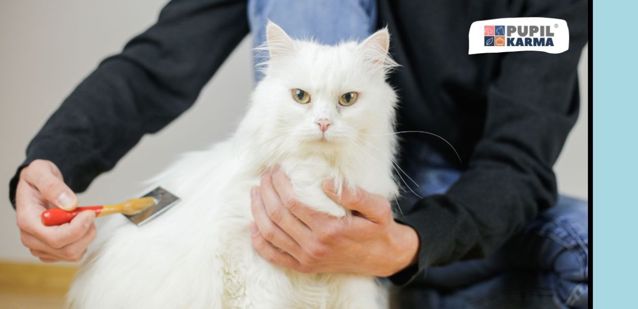 5 ważnych elementów pielęgnacji kota