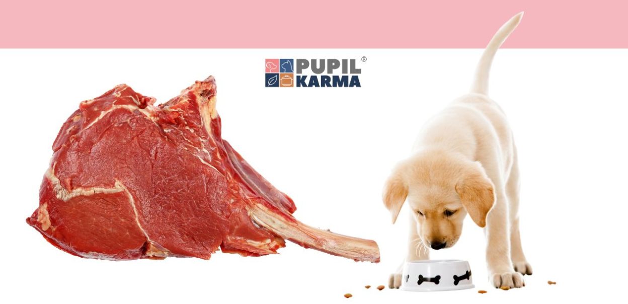 Białko i świeże mięso w karmach dla psów