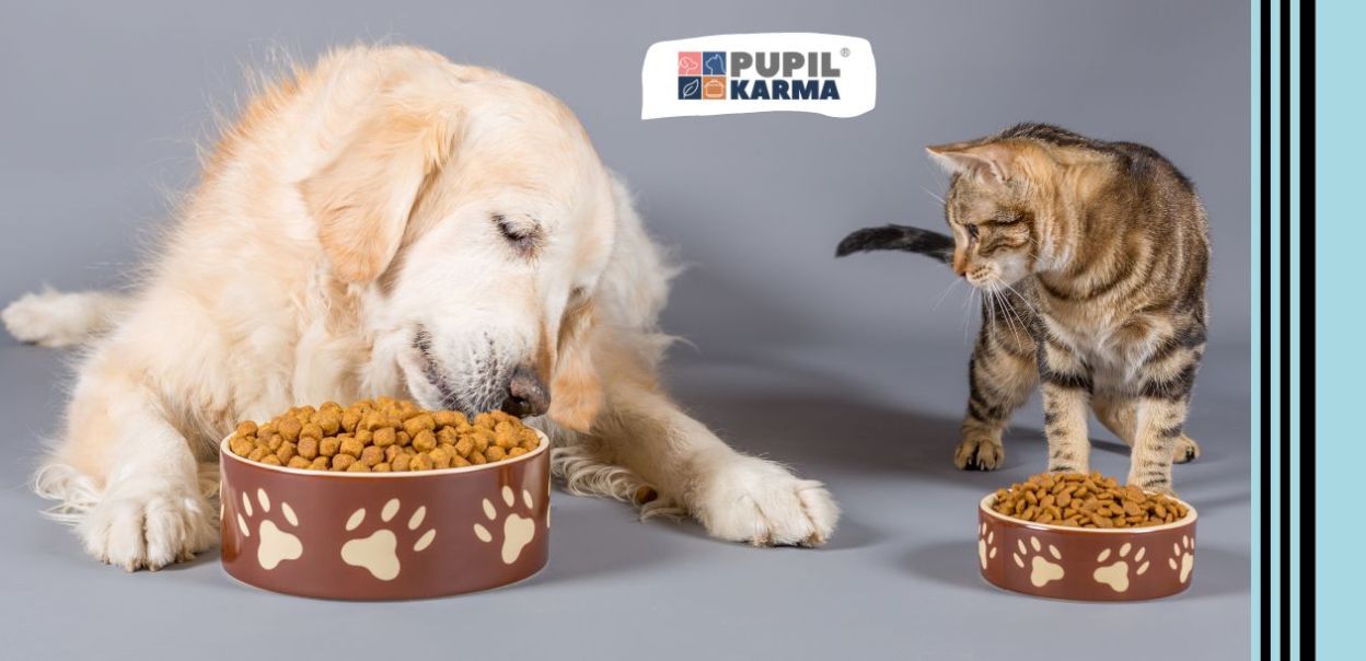 Czy koty mogą jeść karmę dla psów?