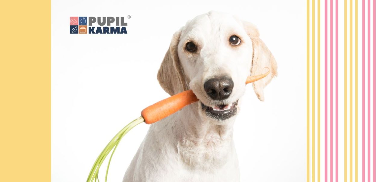 Czy psy mogą jeść marchewkę?