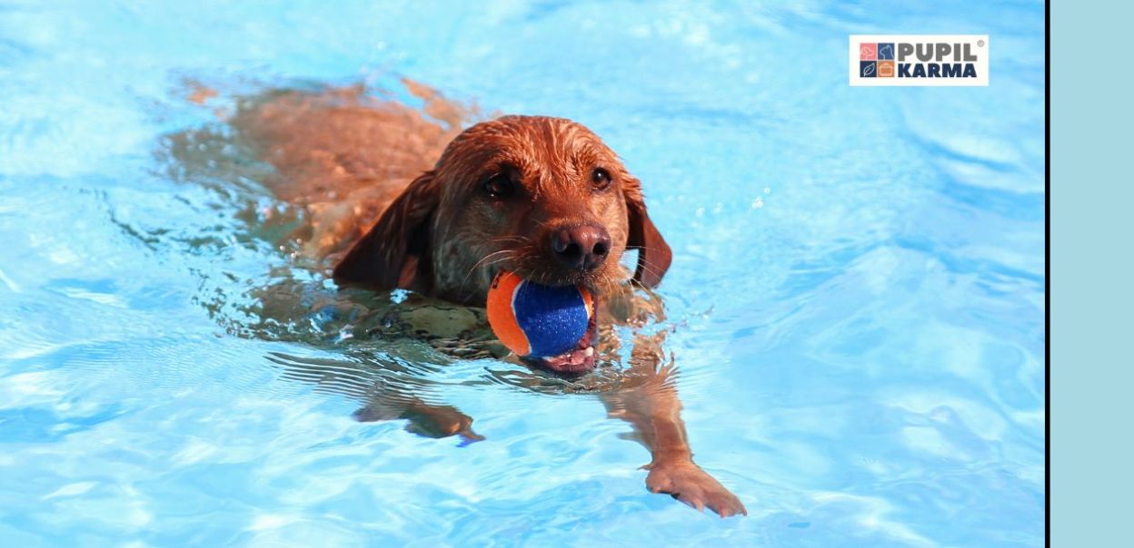 Czy Twój pies potrzebuje lekcji pływania?