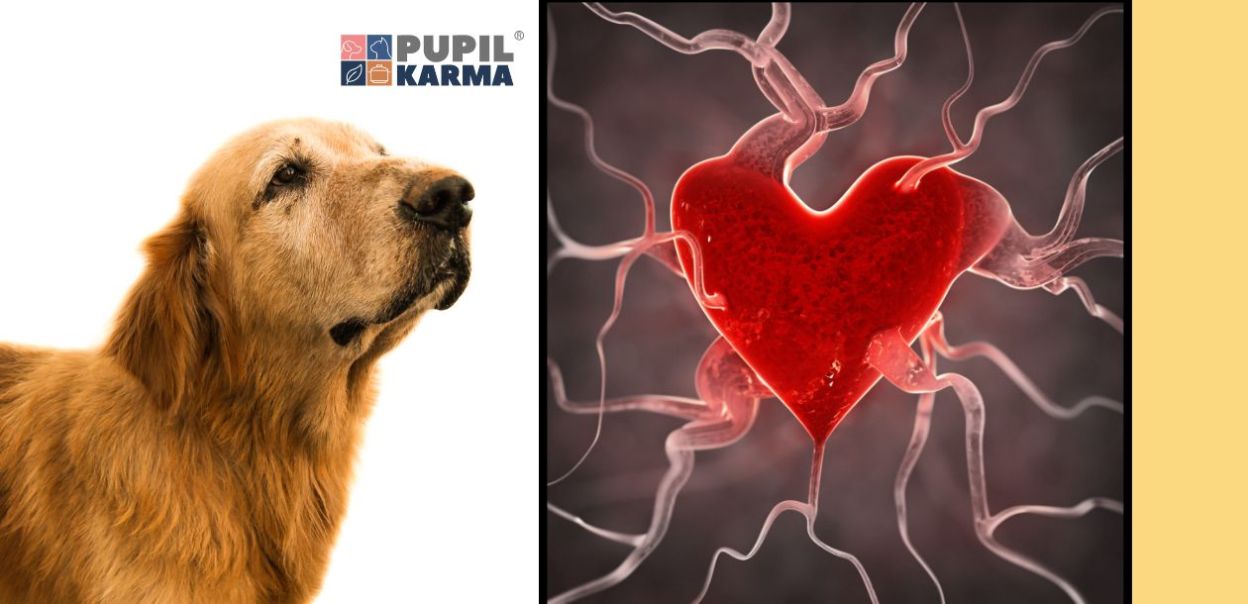 Diety bezzbożowe, tauryna i kardiomiopatia rozstrzeniowa (DCM) u psów. 
