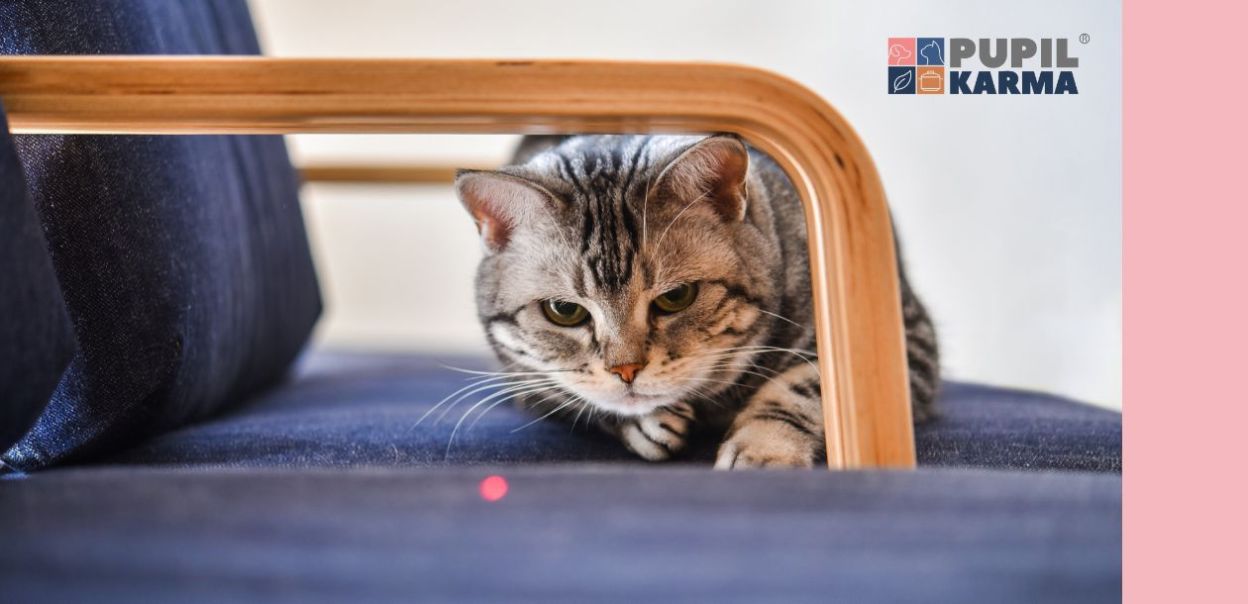 Dlaczego koty gonią lasery?