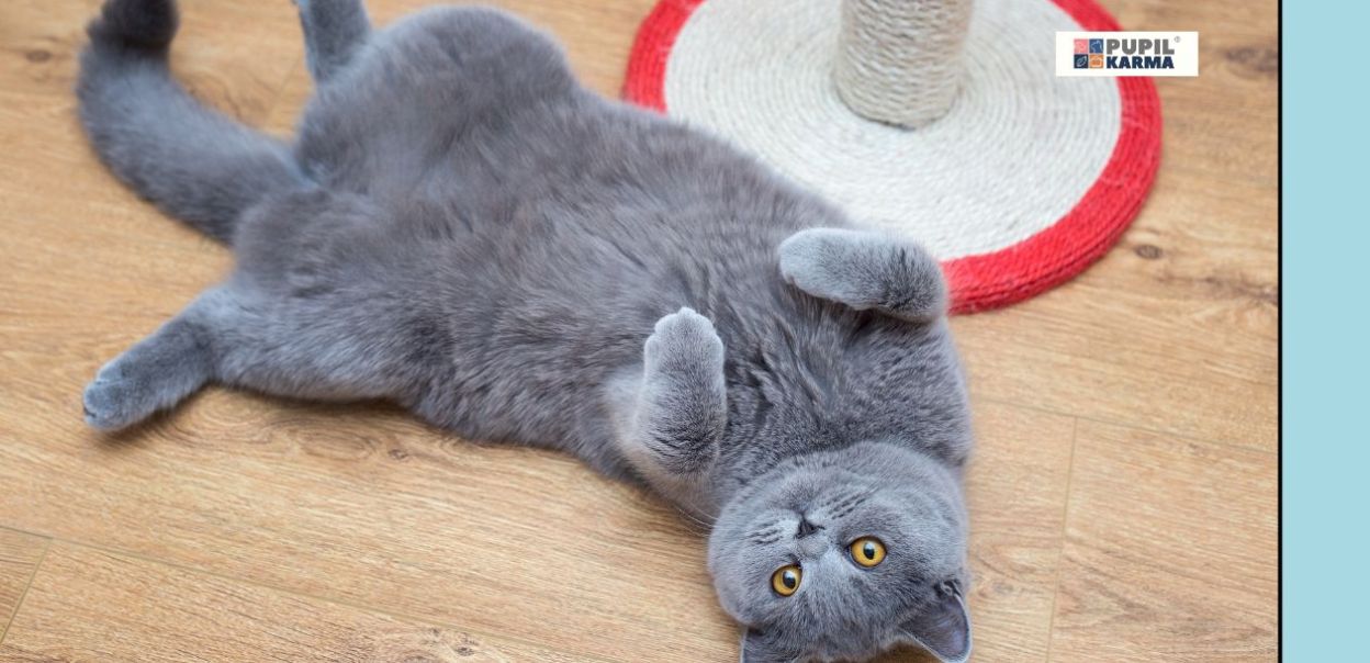 Dlaczego niektóre koty nie lubią drapania po brzuchu?