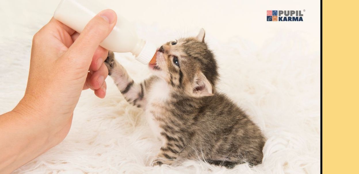 Jak karmić małego kota bez matki — butelką czy strzykawką?