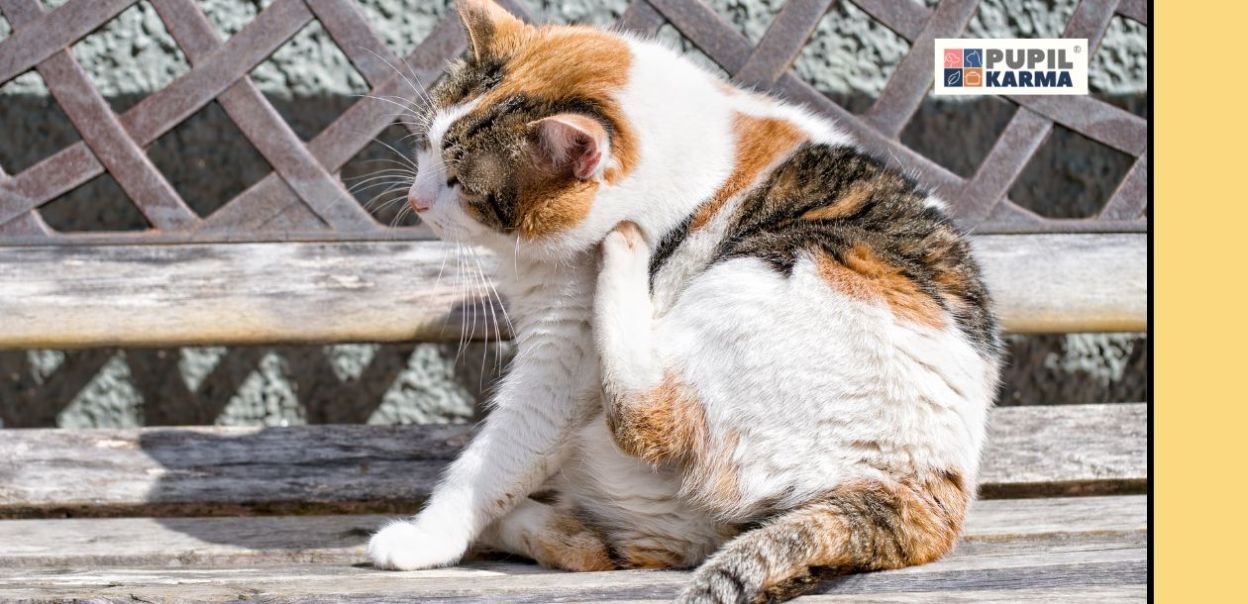 Pasożyty zewnętrzne u kota — rodzaje, objawy, profilaktyka