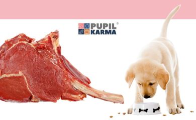 Białko i świeże mięso w karmach dla psów