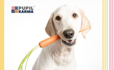 Czy psy mogą jeść marchewkę?
