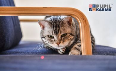 Dlaczego koty gonią lasery?