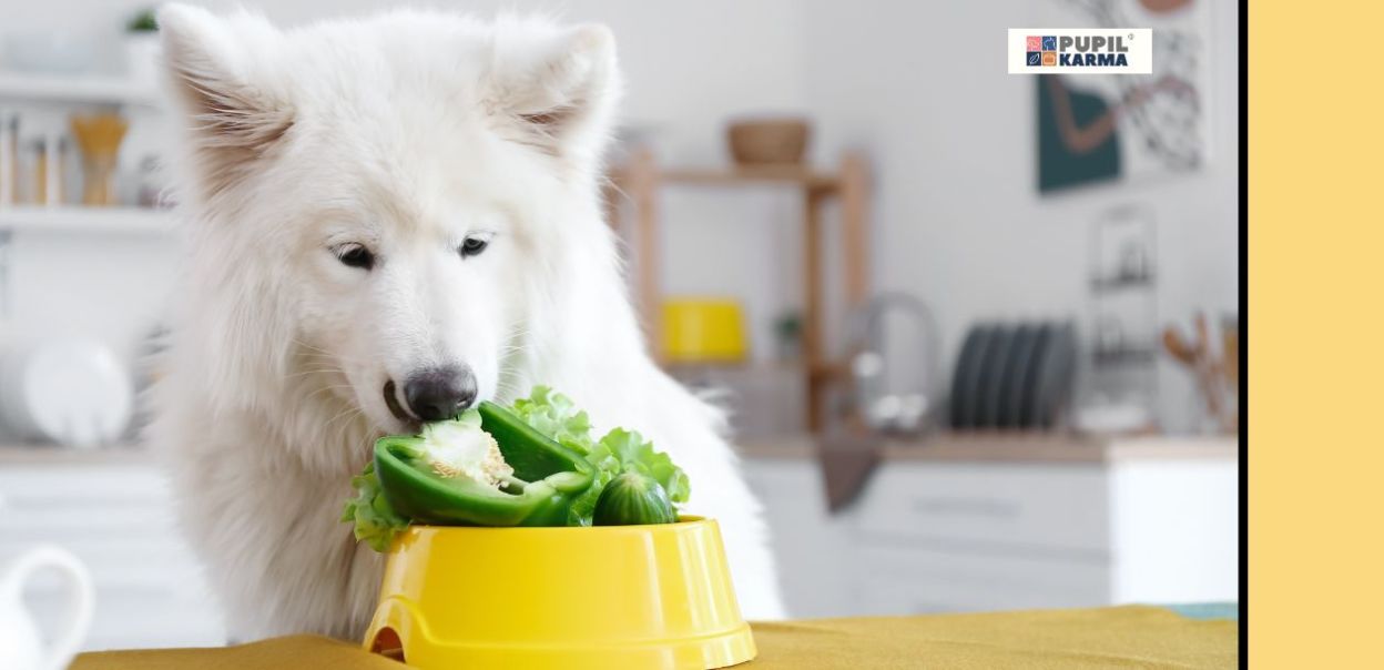 Czy mój pies może zostać wegetarianinem?
