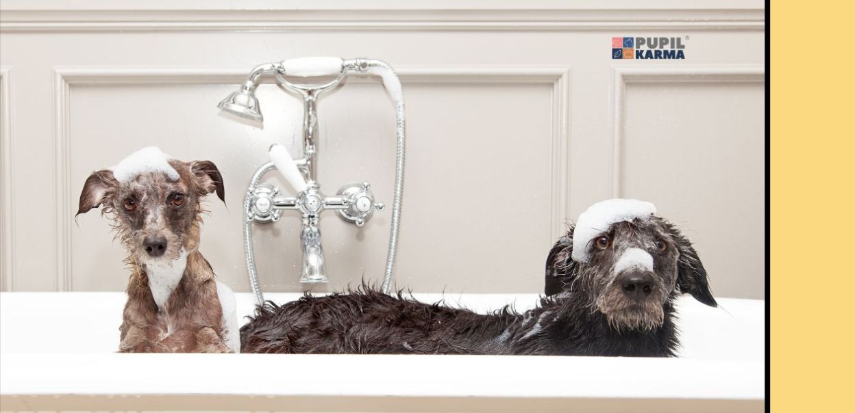 Jak często powinno się kąpać psa?