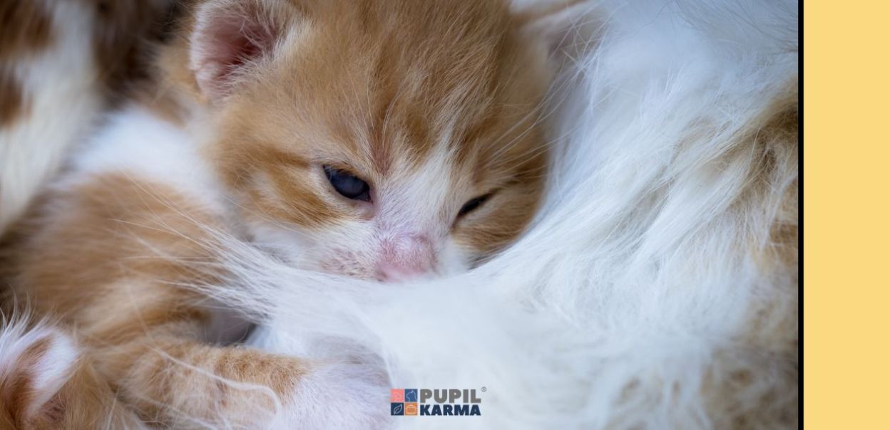 Koci noworodek – opieka i pielęgnacja