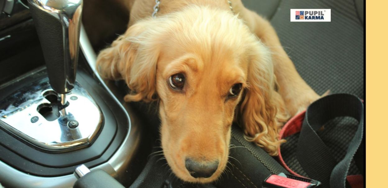 Nie zostawiaj psa w rozgrzanym samochodzie!