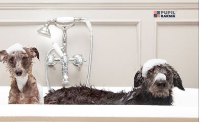 Jak często powinno się kąpać psa?