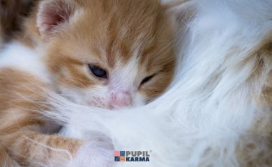 Koci noworodek – opieka i pielęgnacja