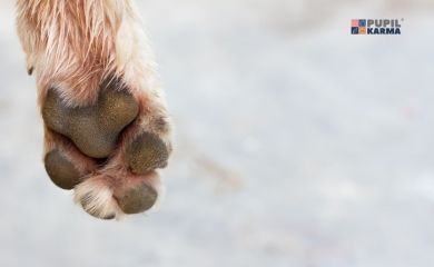 Wrażliwe psie łapy i zabójcza dla nich sól