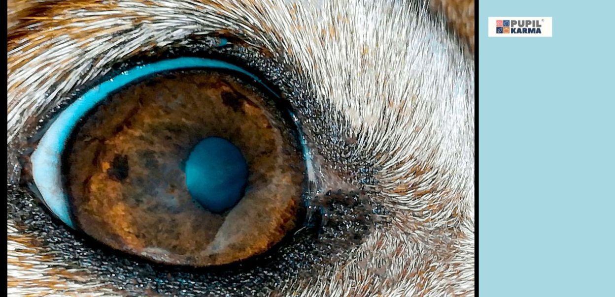 Uraz okolicy oka u psów sportowych [wideo]