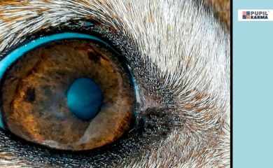 Uraz okolicy oka u psów sportowych [wideo]
