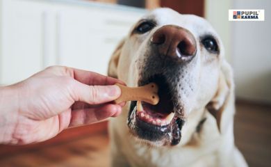 Wybrane błędy żywieniowe w diecie psa – jak ich uniknąć