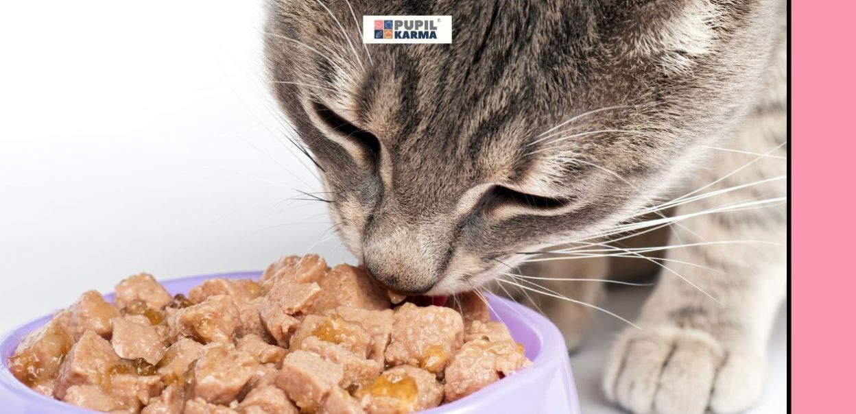 Jak dużo i często karmić kota?