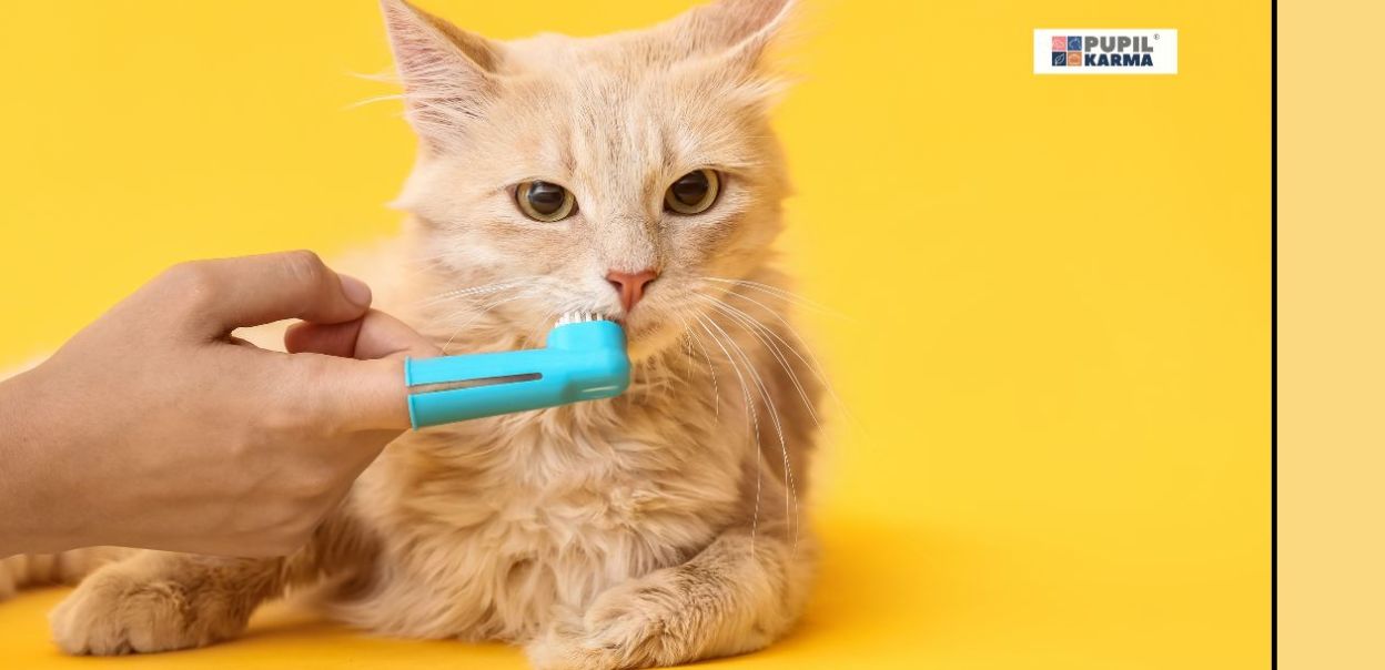 Zabiegi pielęgnacyjne u kotów – zęby, pazury i sierść