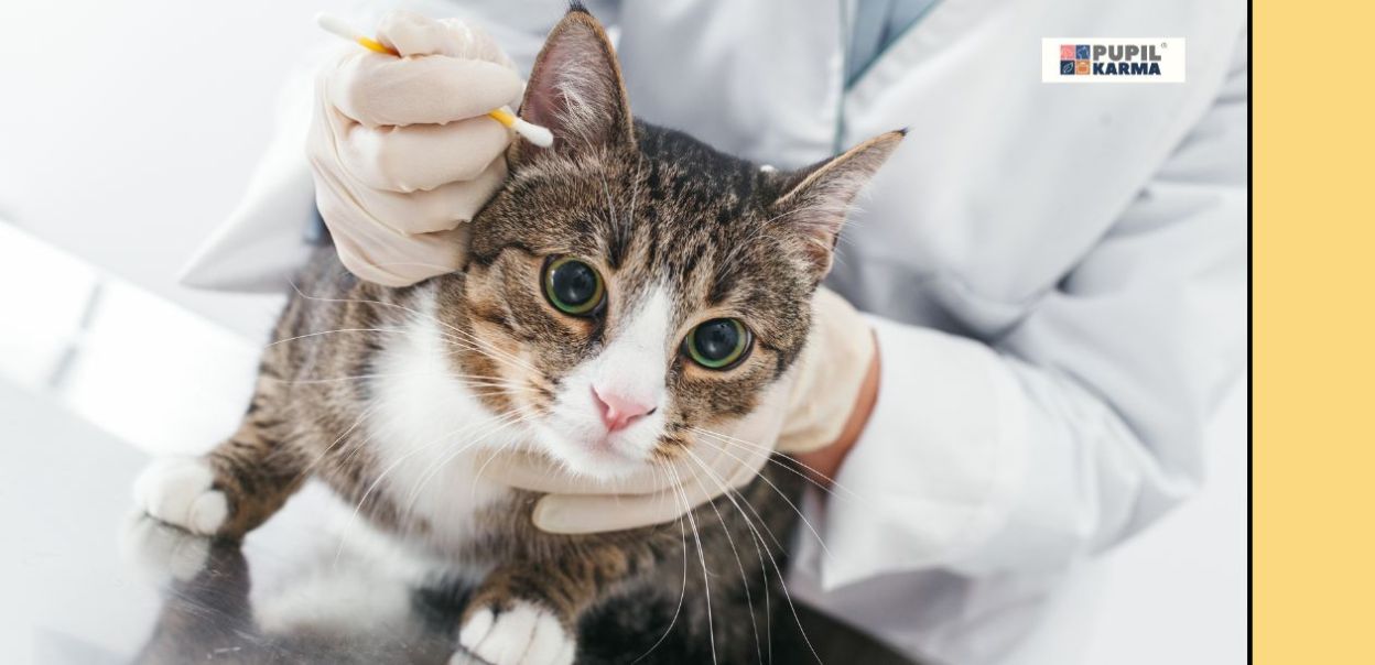 Zabiegi pielęgnacyjne u kotów  - uszy i oczy