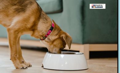 Ile razy dziennie karmić psa? Jedzeniowy rozkład jazdy