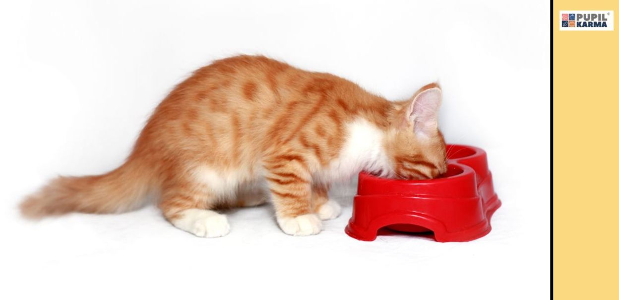 5 najczęstszych błędów w żywieniu kotów