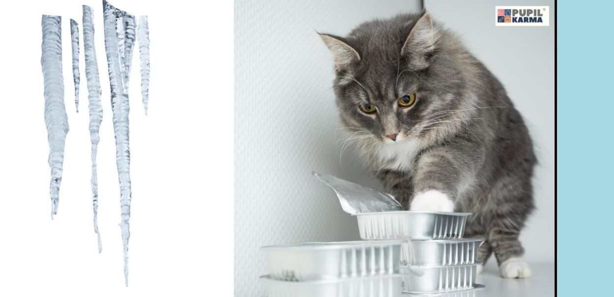 Czy mokrą karmę dla kotów można mrozić?