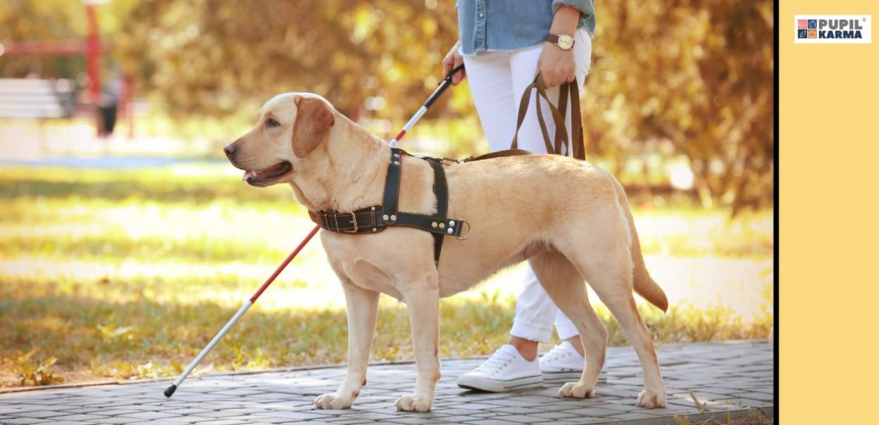 Dlaczego psy rasy labrador są często wybierane na przewodników?