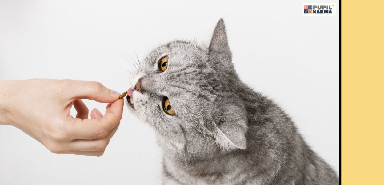 Dlaczego Twój kot nie chce jeść suchej karmy i jak temu zapobiec?