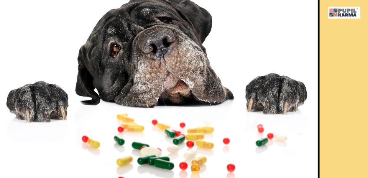 Witaminy dla psa – jakie witaminy warto podawać psu?