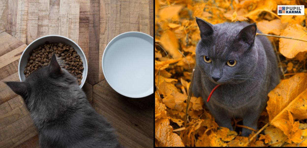 Zdrowa dieta kota jesienią: Jak dopasować żywienie do sezonu