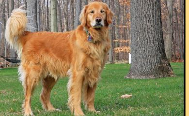 10 ciekawostek o psach rasy golden retriever